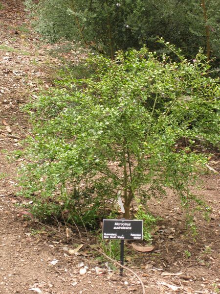 File:IMG 7194 hunt09jun.jpg