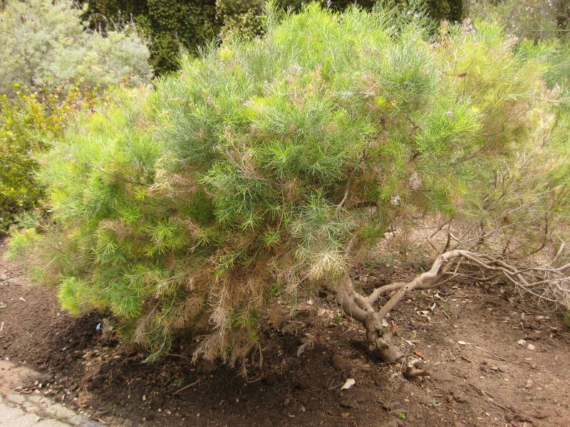 File:IMG 7195 hunt09jun.jpg