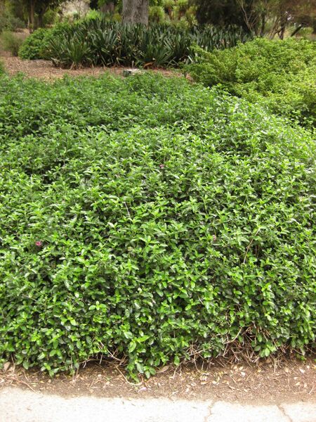 File:IMG 7197 hunt09jun.jpg