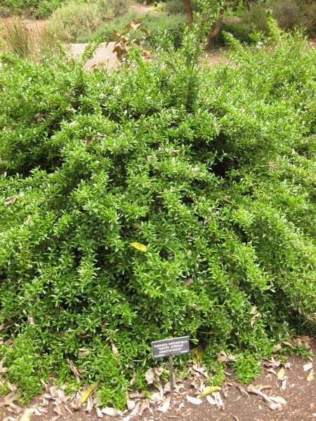 File:IMG 7201 hunt09jun.jpg