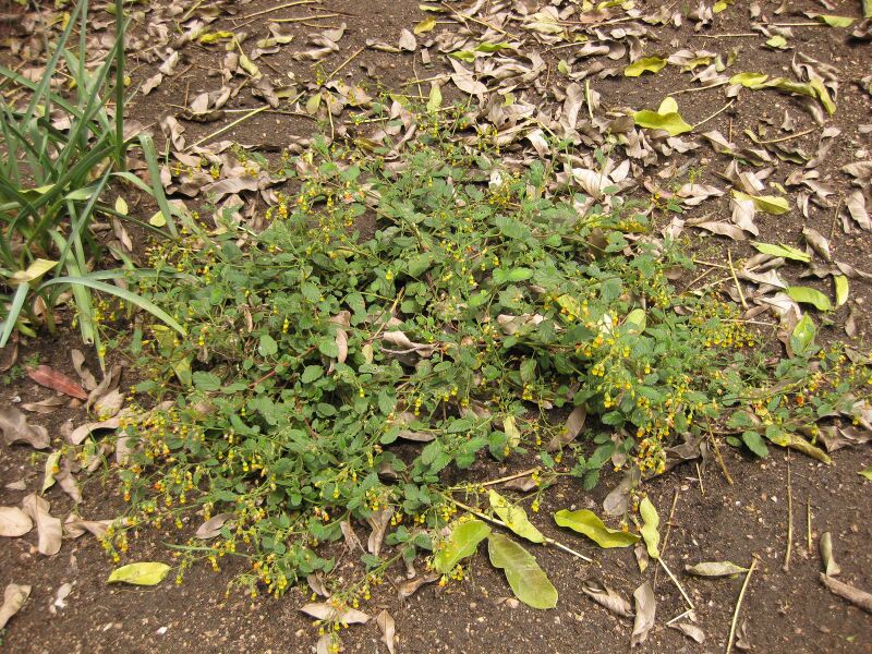 File:IMG 7202 hunt09jun.jpg