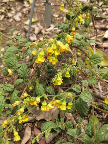 File:IMG 7203 hunt09jun.jpg