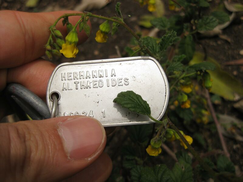 File:IMG 7204 hunt09jun.jpg