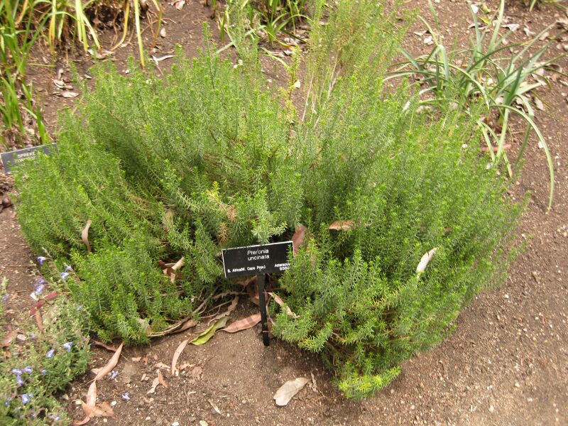 File:IMG 7206 hunt09jun.jpg