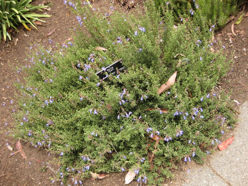 File:IMG 7207 hunt09jun.jpg