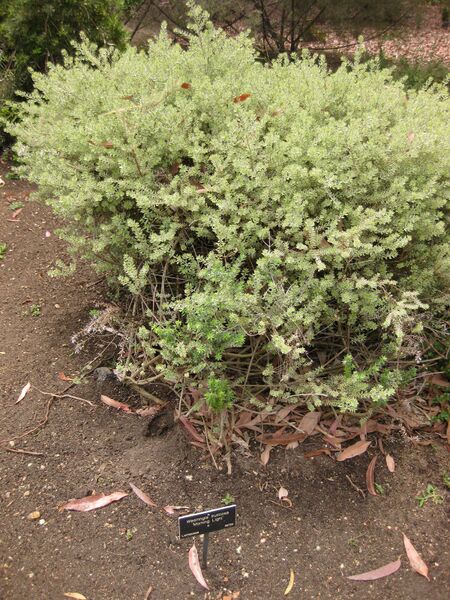 File:IMG 7209 hunt09jun.jpg