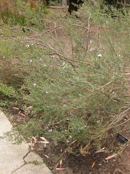 File:IMG 7210 hunt09jun.jpg