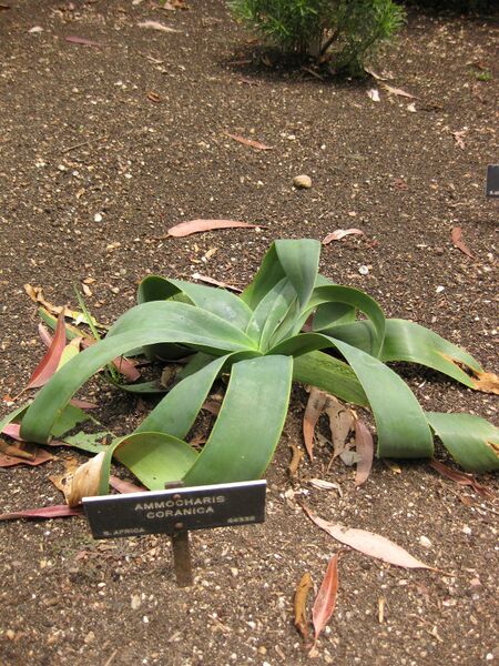 File:IMG 7212 hunt09jun.jpg