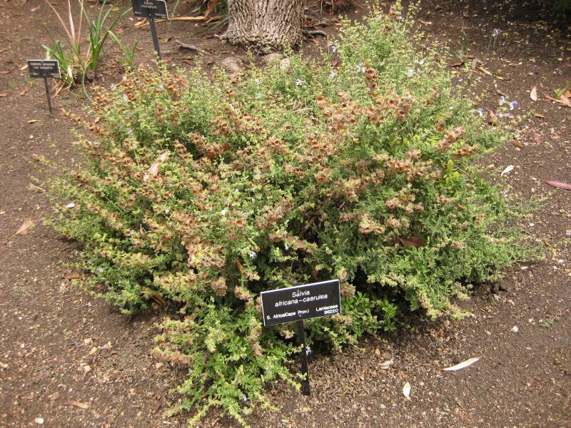 File:IMG 7213 hunt09jun.jpg