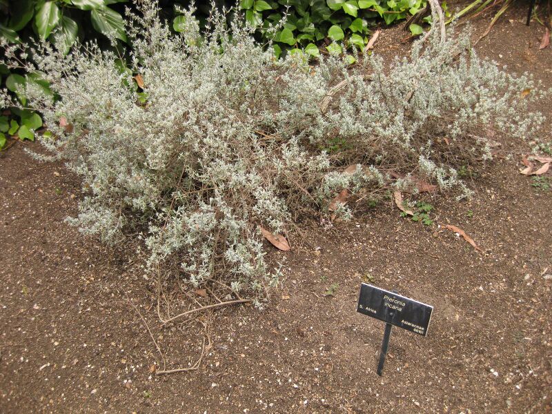 File:IMG 7214 hunt09jun.jpg