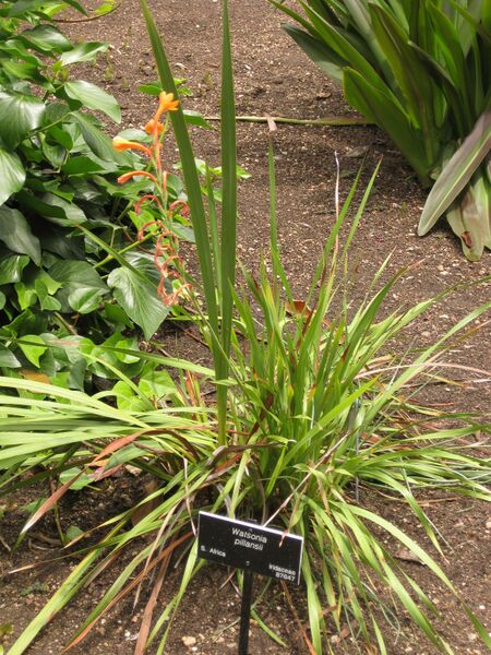 File:IMG 7215 hunt09jun.jpg