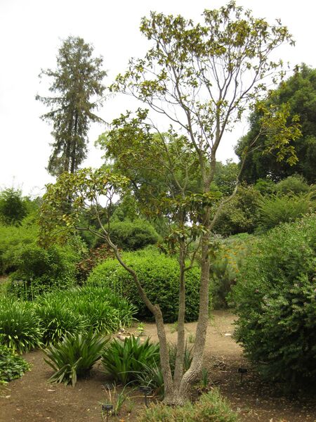 File:IMG 7217 hunt09jun.jpg