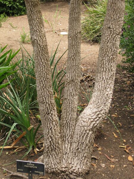 File:IMG 7218 hunt09jun.jpg