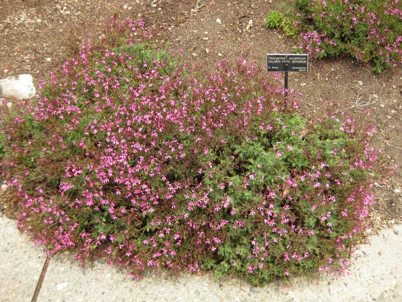 File:IMG 7220 hunt09jun.jpg