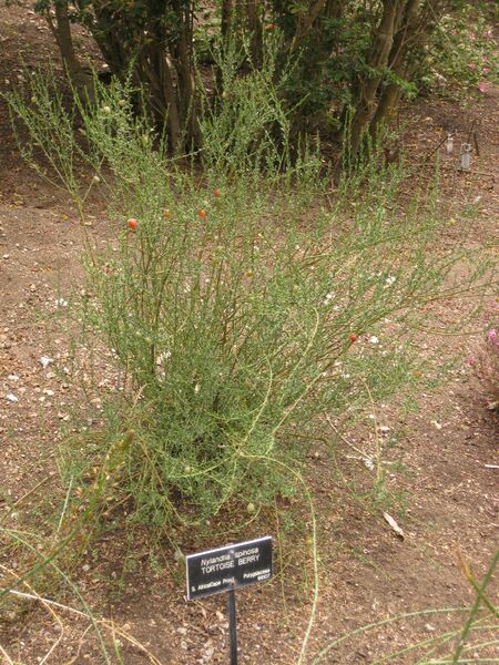 File:IMG 7222 hunt09jun.jpg