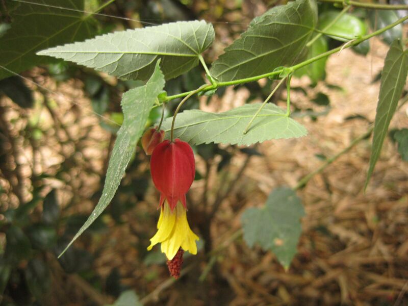 File:IMG 7223 hunt09jun.jpg