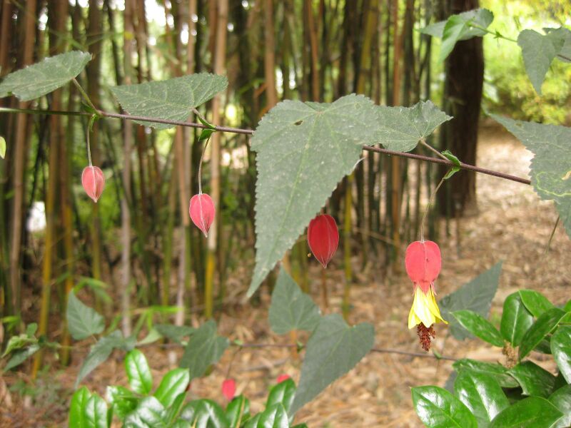 File:IMG 7224 hunt09jun.jpg