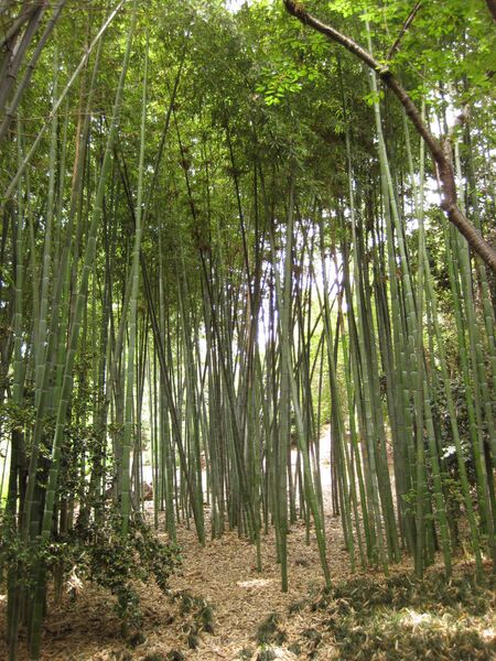 File:IMG 7225 hunt09jun.jpg