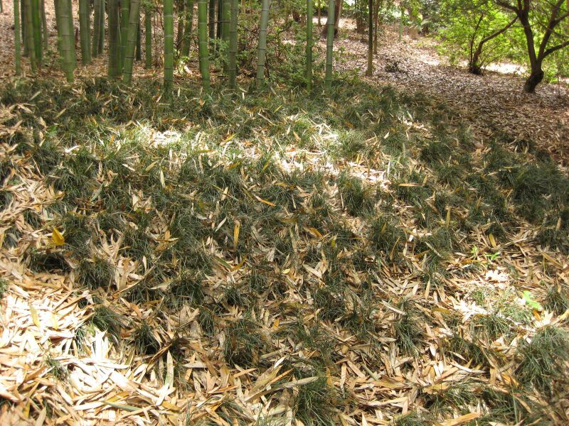 File:IMG 7226 hunt09jun.jpg