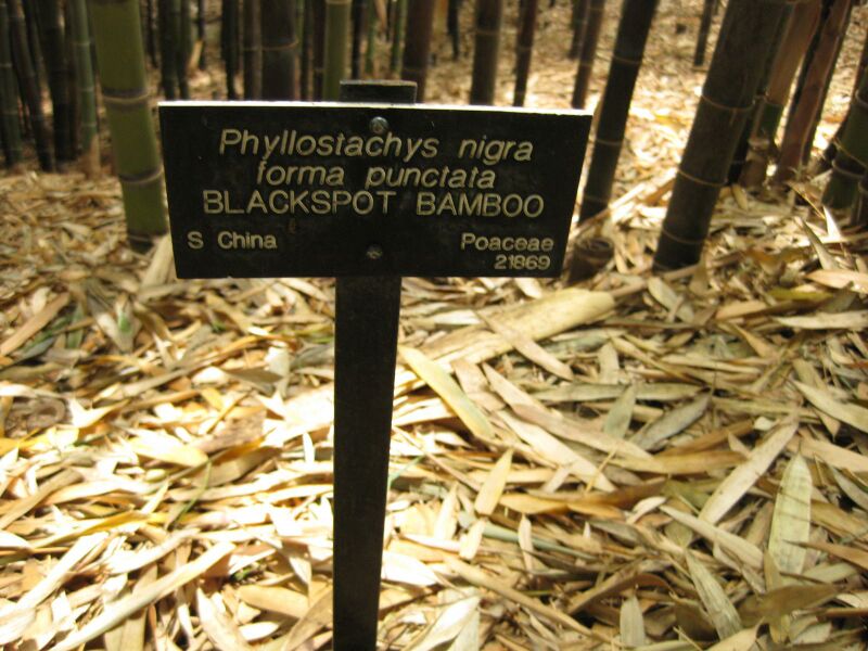 File:IMG 7229 hunt09jun.jpg