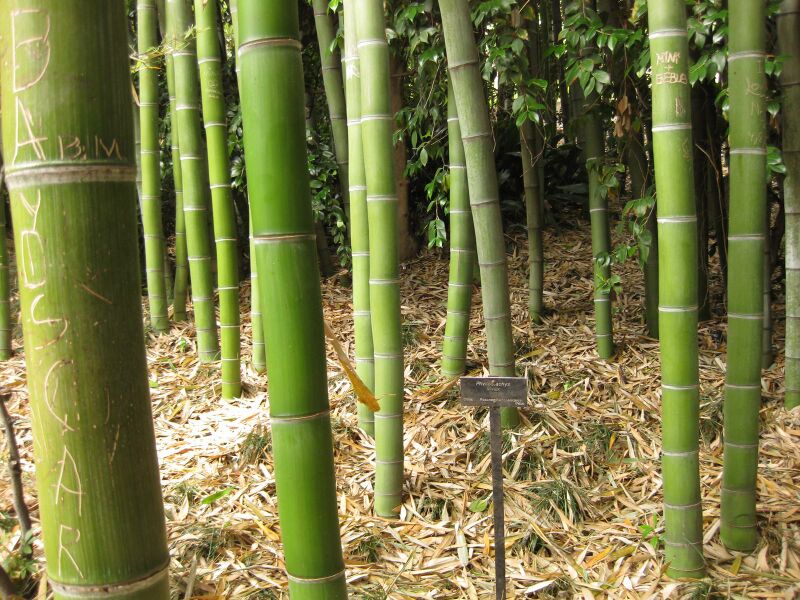 File:IMG 7231 hunt09jun.jpg