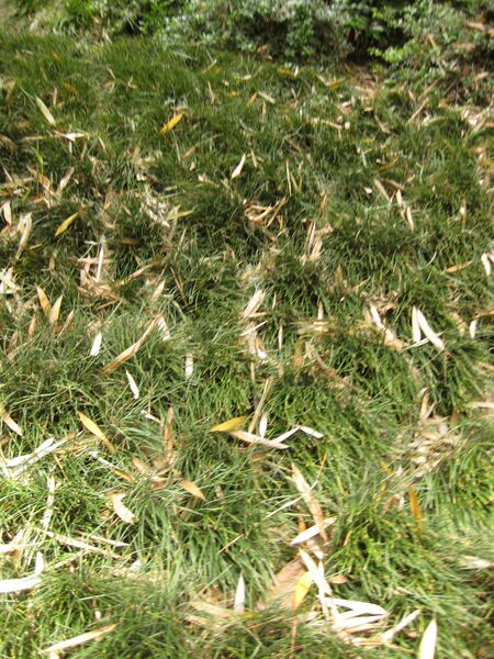 File:IMG 7232 hunt09jun.jpg