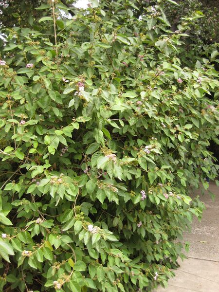 File:IMG 7234 hunt09jun.jpg