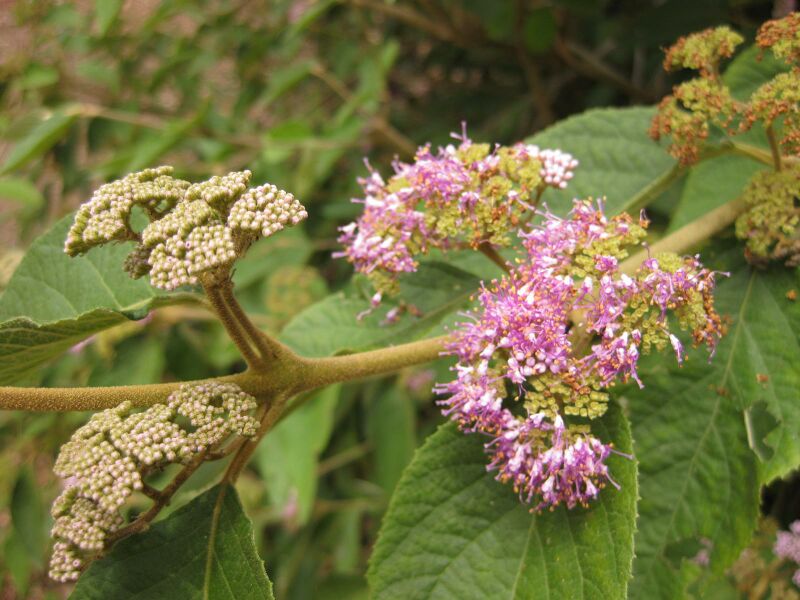 File:IMG 7235 hunt09jun.jpg