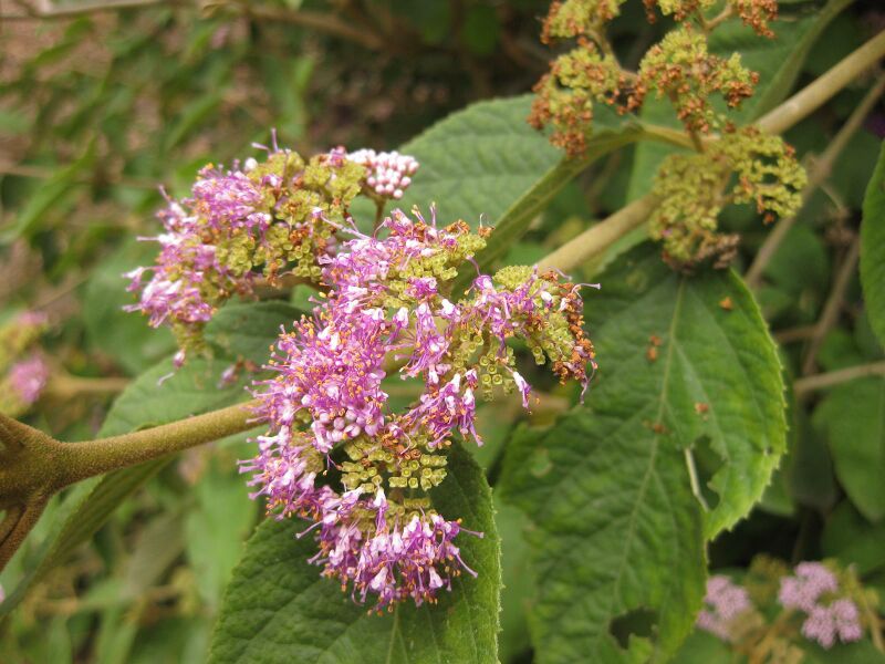 File:IMG 7236 hunt09jun.jpg