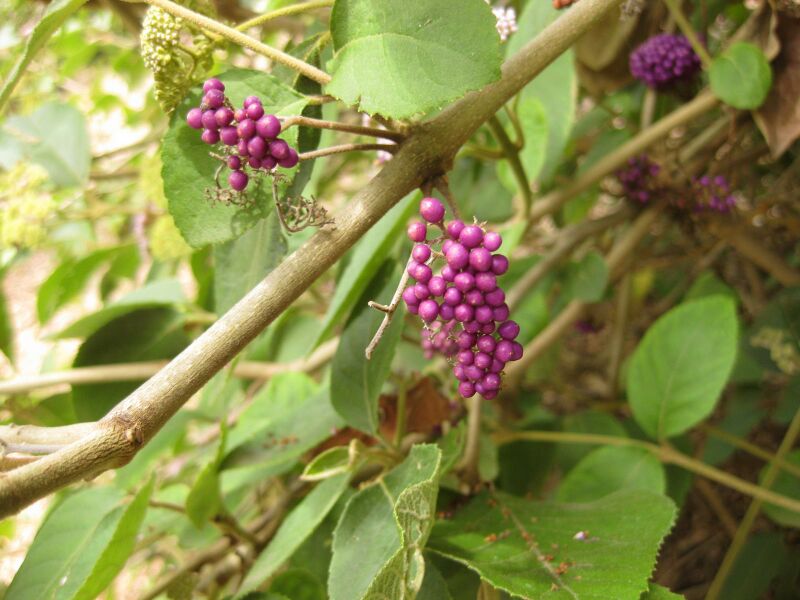 File:IMG 7237 hunt09jun.jpg