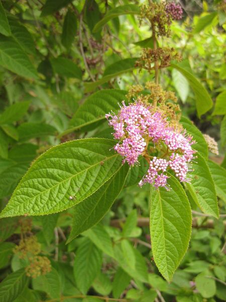 File:IMG 7239 hunt09jun.jpg