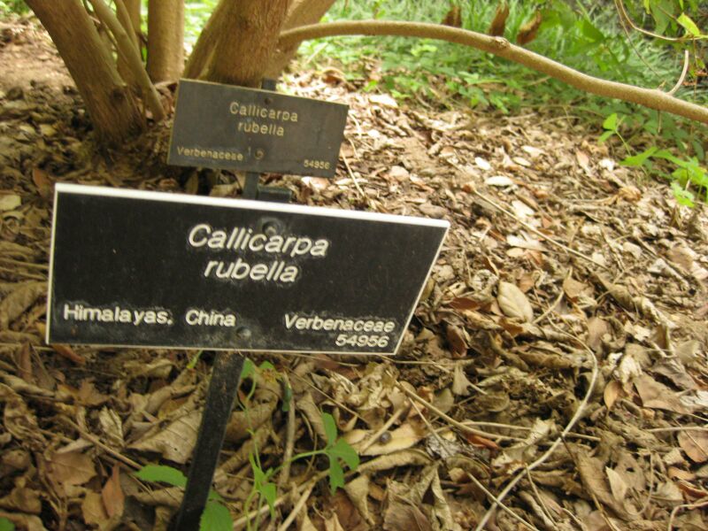 File:IMG 7240 hunt09jun.jpg