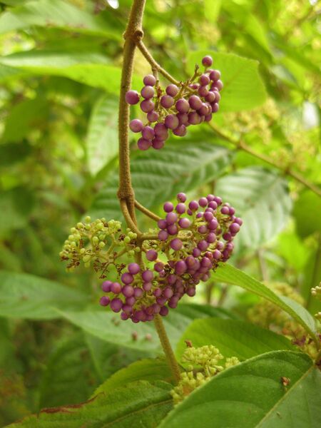 File:IMG 7241 hunt09jun.jpg