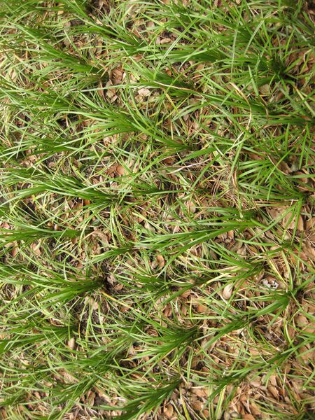 File:IMG 7242 hunt09jun.jpg