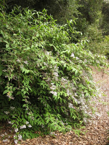 File:IMG 7245 hunt09jun.jpg