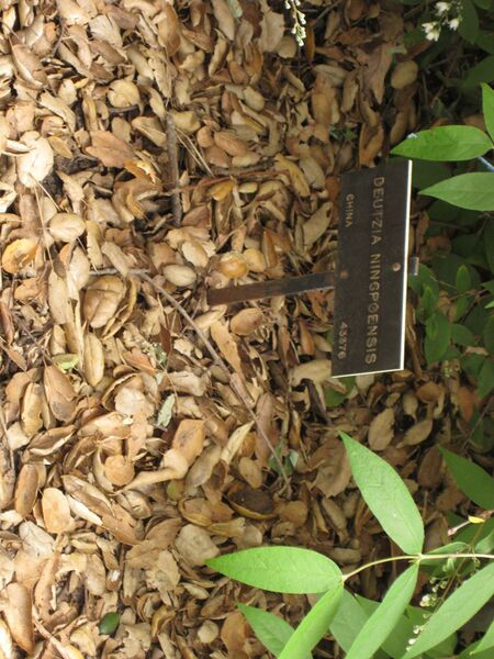 File:IMG 7247 hunt09jun.jpg