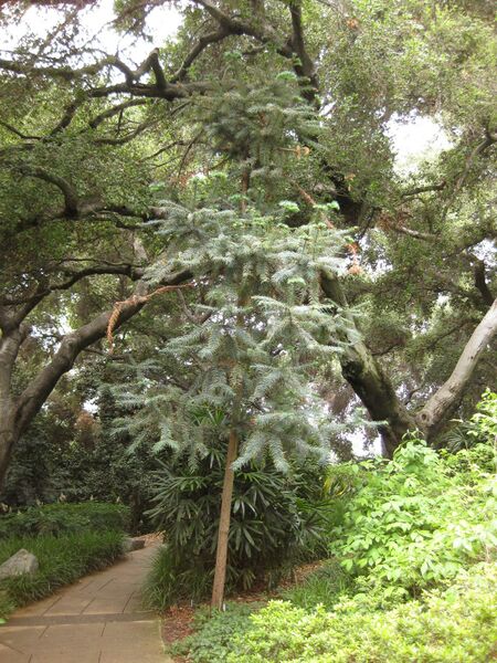 File:IMG 7248 hunt09jun.jpg