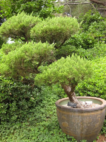 File:IMG 7251 hunt09jun.jpg