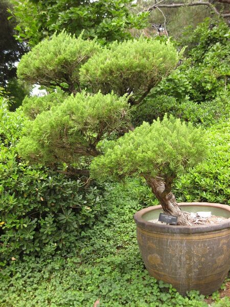 File:IMG 7252 hunt09jun.jpg