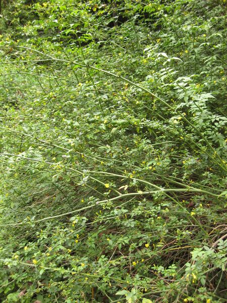 File:IMG 7254 hunt09jun.jpg