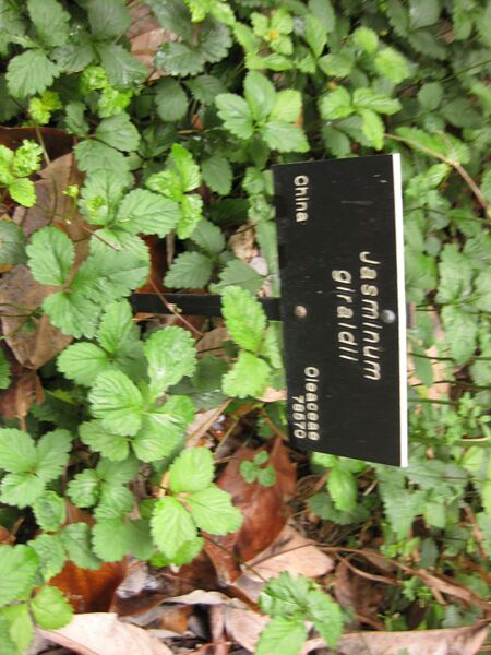 File:IMG 7255 hunt09jun.jpg