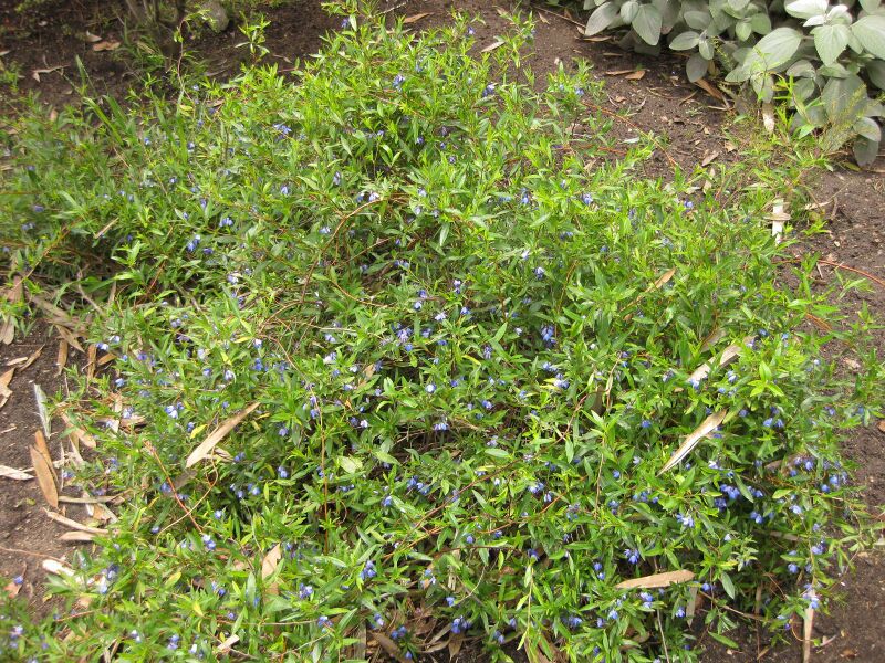 File:IMG 7256 hunt09jun.jpg