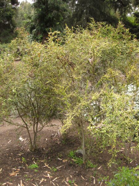 File:IMG 7258 hunt09jun.jpg