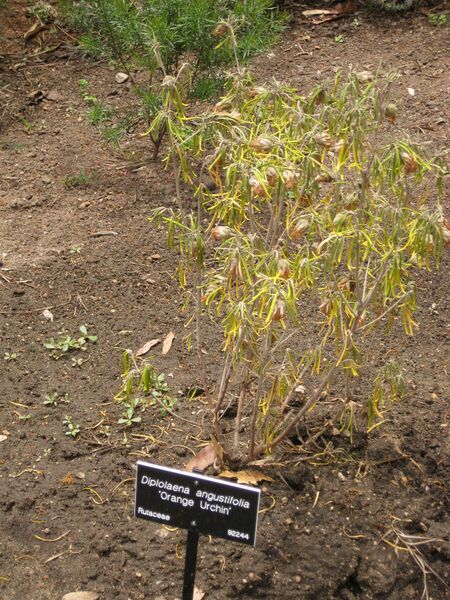 File:IMG 7260 hunt09jun.jpg