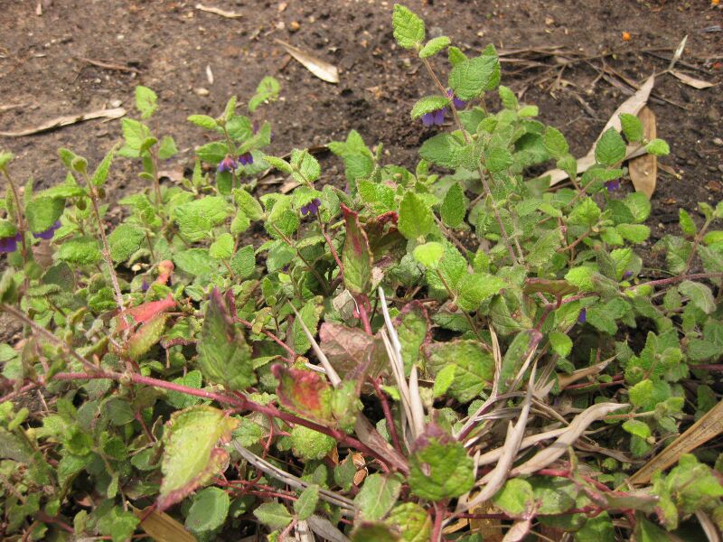 File:IMG 7261 hunt09jun.jpg