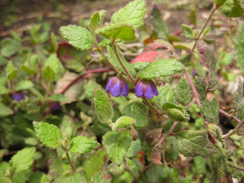 File:IMG 7262 hunt09jun.jpg