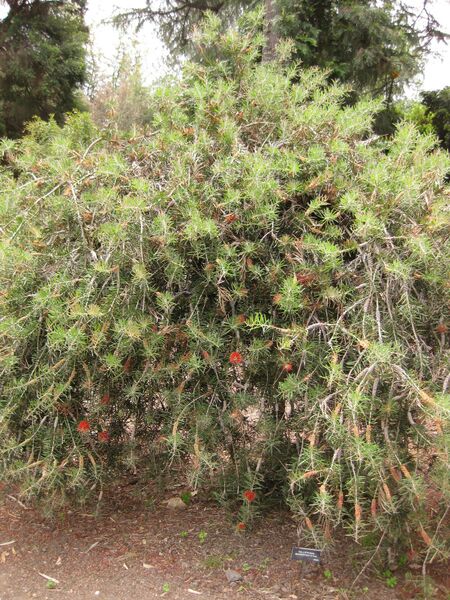 File:IMG 7264 hunt09jun.jpg