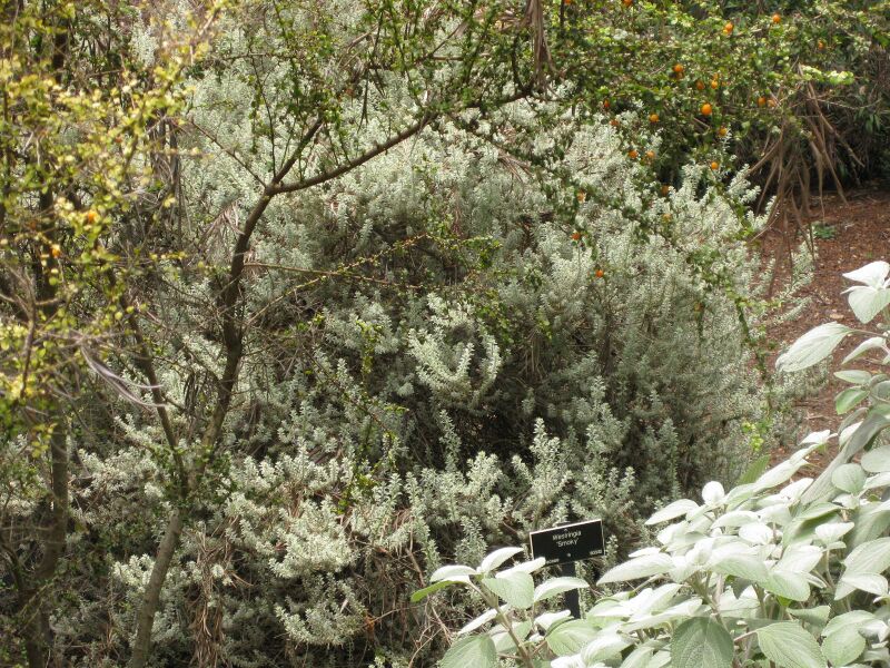 File:IMG 7266 hunt09jun.jpg