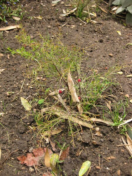 File:IMG 7267 hunt09jun.jpg