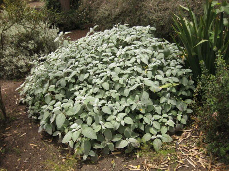 File:IMG 7269 hunt09jun.jpg